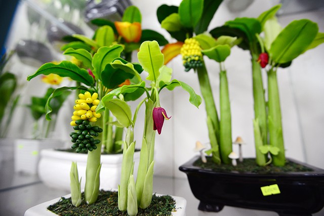 Muôn vẻ hoa ... đất chơi Tết ảnh 12